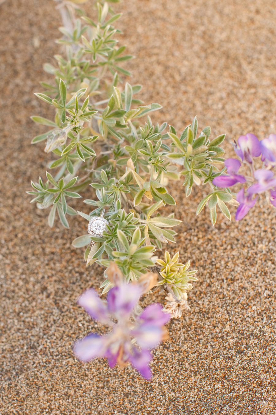Sarah's engagement ring in the purple flowers at the San Francisco beach.