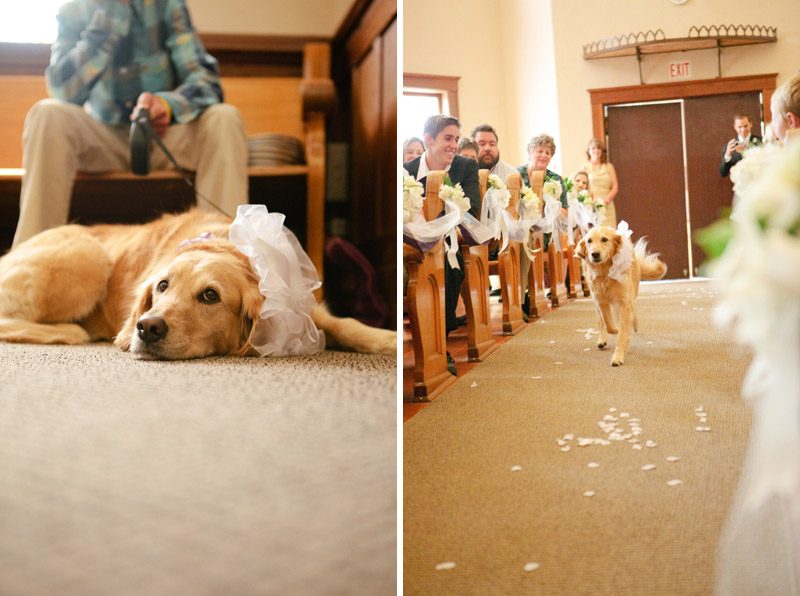 The groom's dog as the ring bearer at the wedding in Monterey.