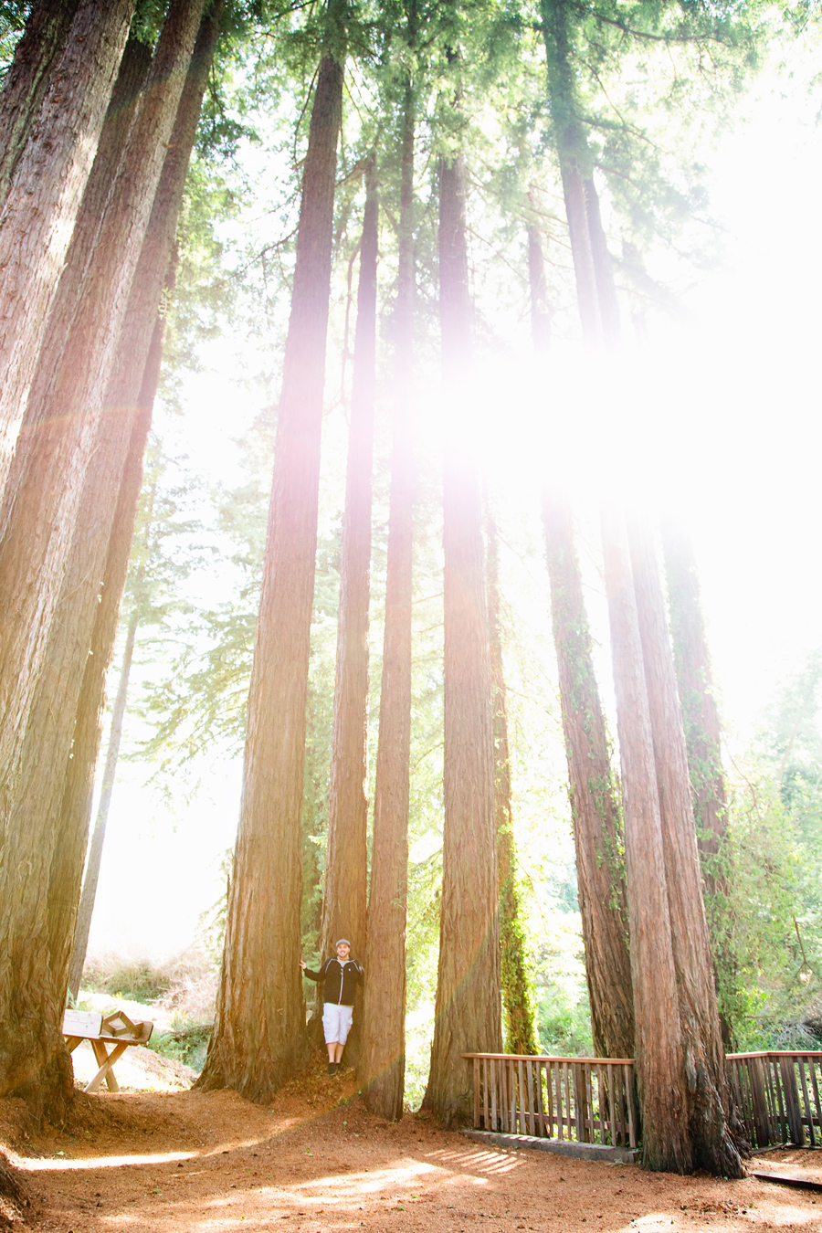 Standing in the redwoods in Santa Cruz